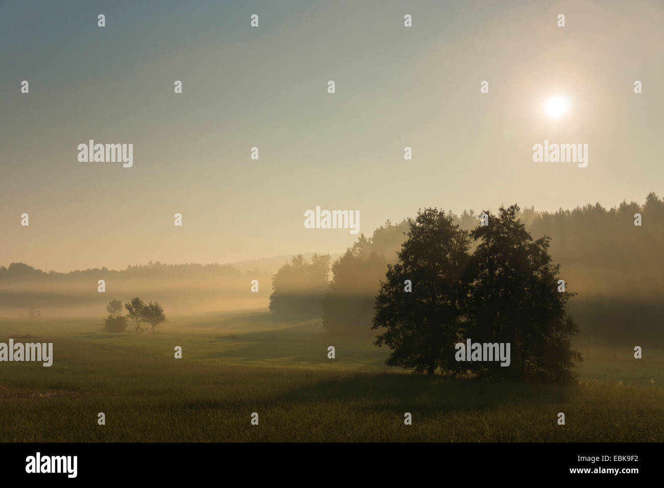 Nebbia di mattina su un prato, in Germania, in Sassonia, Vogtlaendische Schweiz Foto Stock