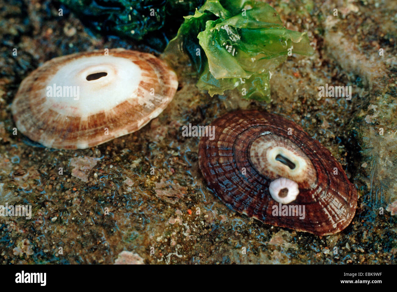 Keyhole limpet, Italiano keyhole limpet (Diodora italica), due gusci su roccia bagnata Foto Stock