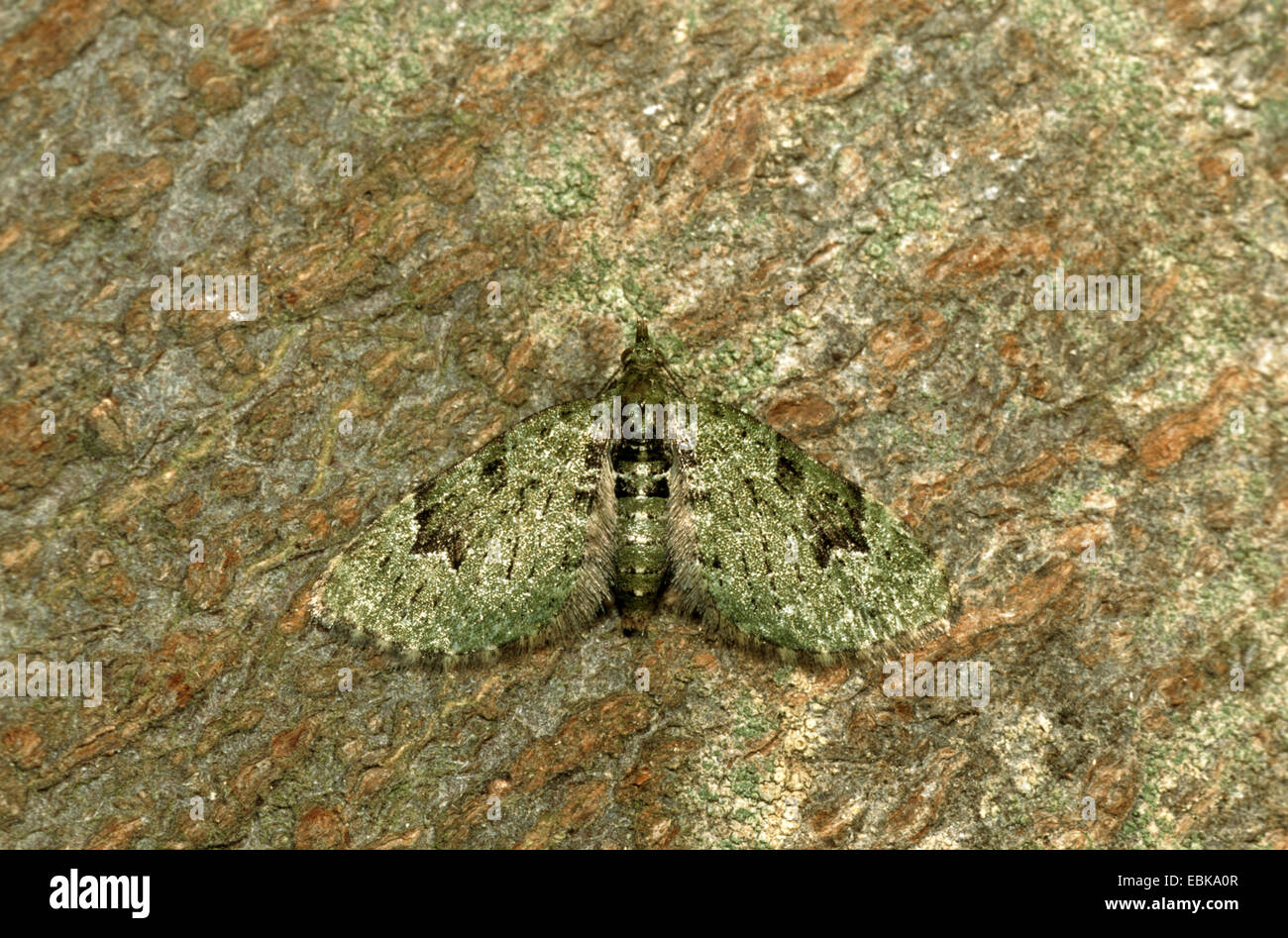 V-Pug (Chloroclysta v-ata, Chloroclystis v-ata), imago sulla corteccia, Germania Foto Stock