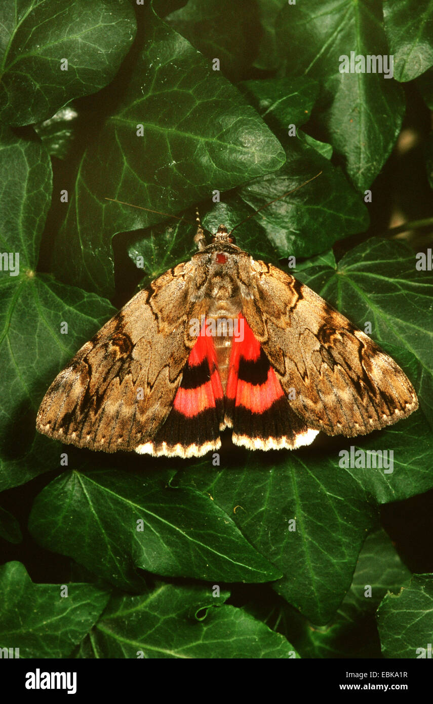 Rosso (Underwing Catocala nupta), imago su foglia, Germania Foto Stock