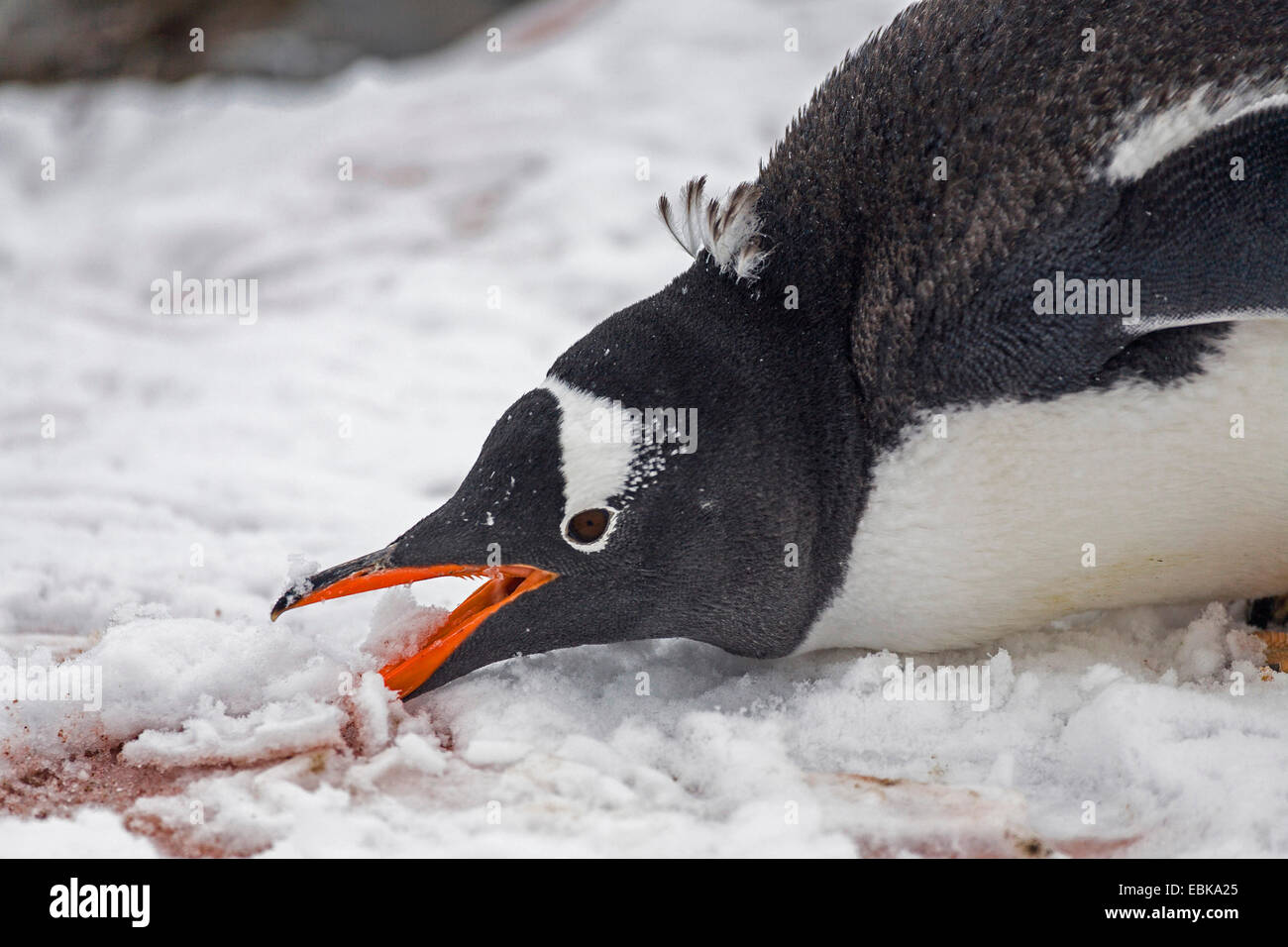 Pinguino gentoo (Pygoscelis papua), mangiare neve, Antartide Foto Stock