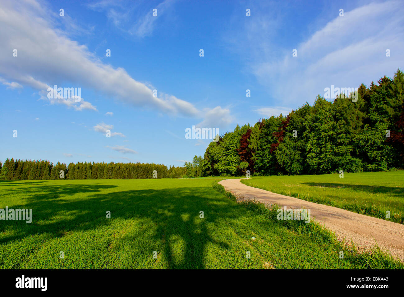 Percorso nel prato a bordo della foresta, Germania, Sassonia Foto Stock