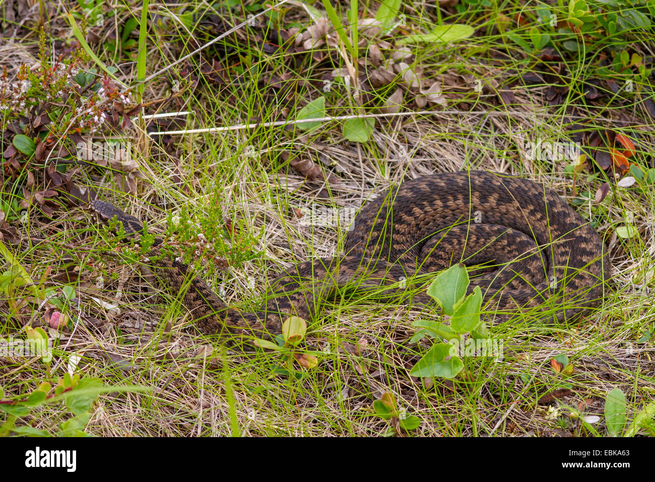 Il sommatore, comune viper, comune europea, Viper Viper comune (Vipera berus), prendere il sole, Russia, Kola, Varzuga Foto Stock