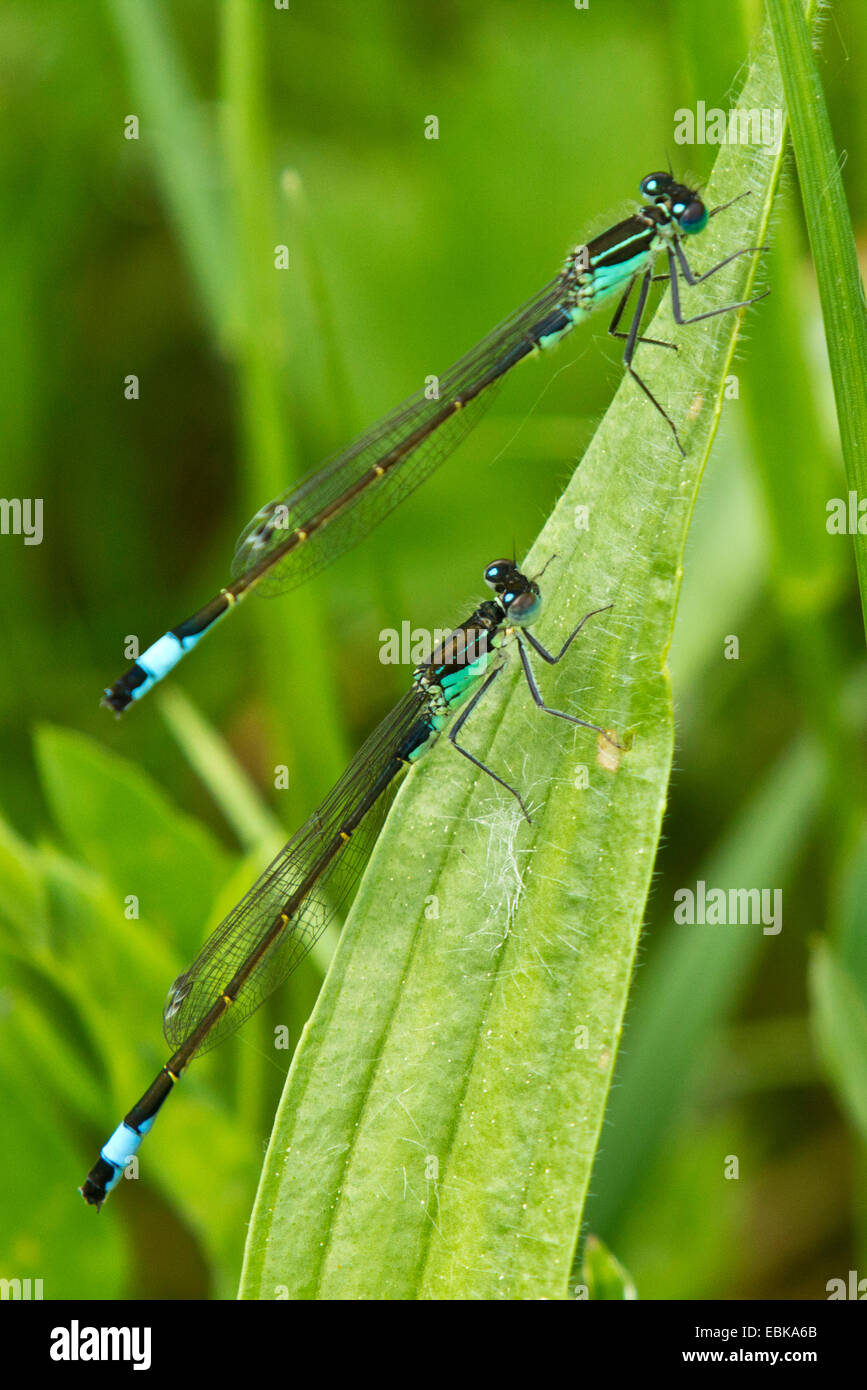 Ischnura comune, blu-tailed damselfly (Ischnura elegans), maschio su una foglia, in Germania, in Baviera Foto Stock