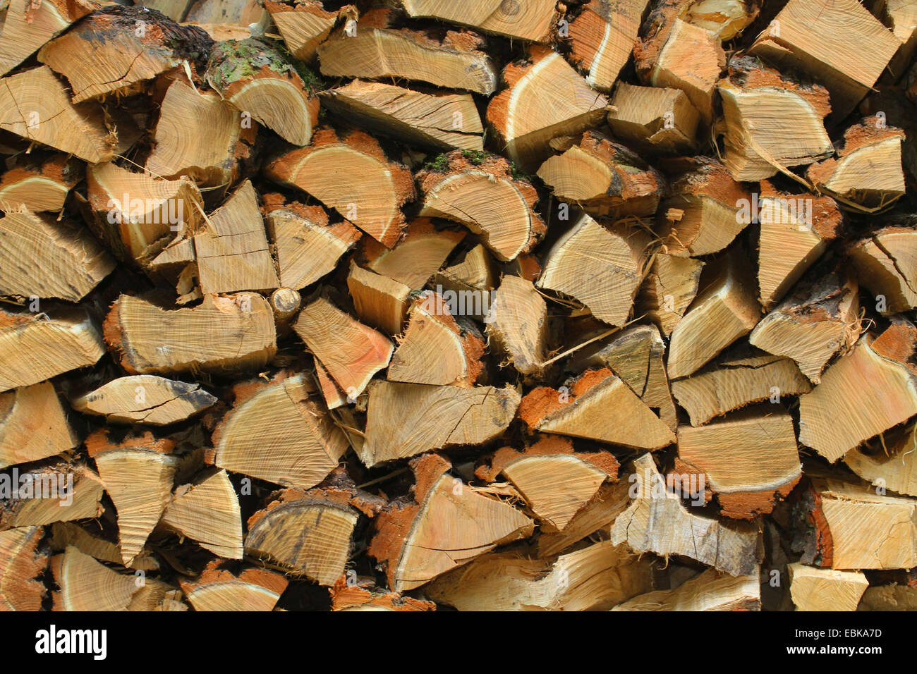 Robinia, comune locust, robinia (Robinia pseudo-acacia, Robinia  pseudoacacia, Robinia pseudacacia), la pila di legno di billette che serve  come legna da ardere, Germania Foto stock - Alamy