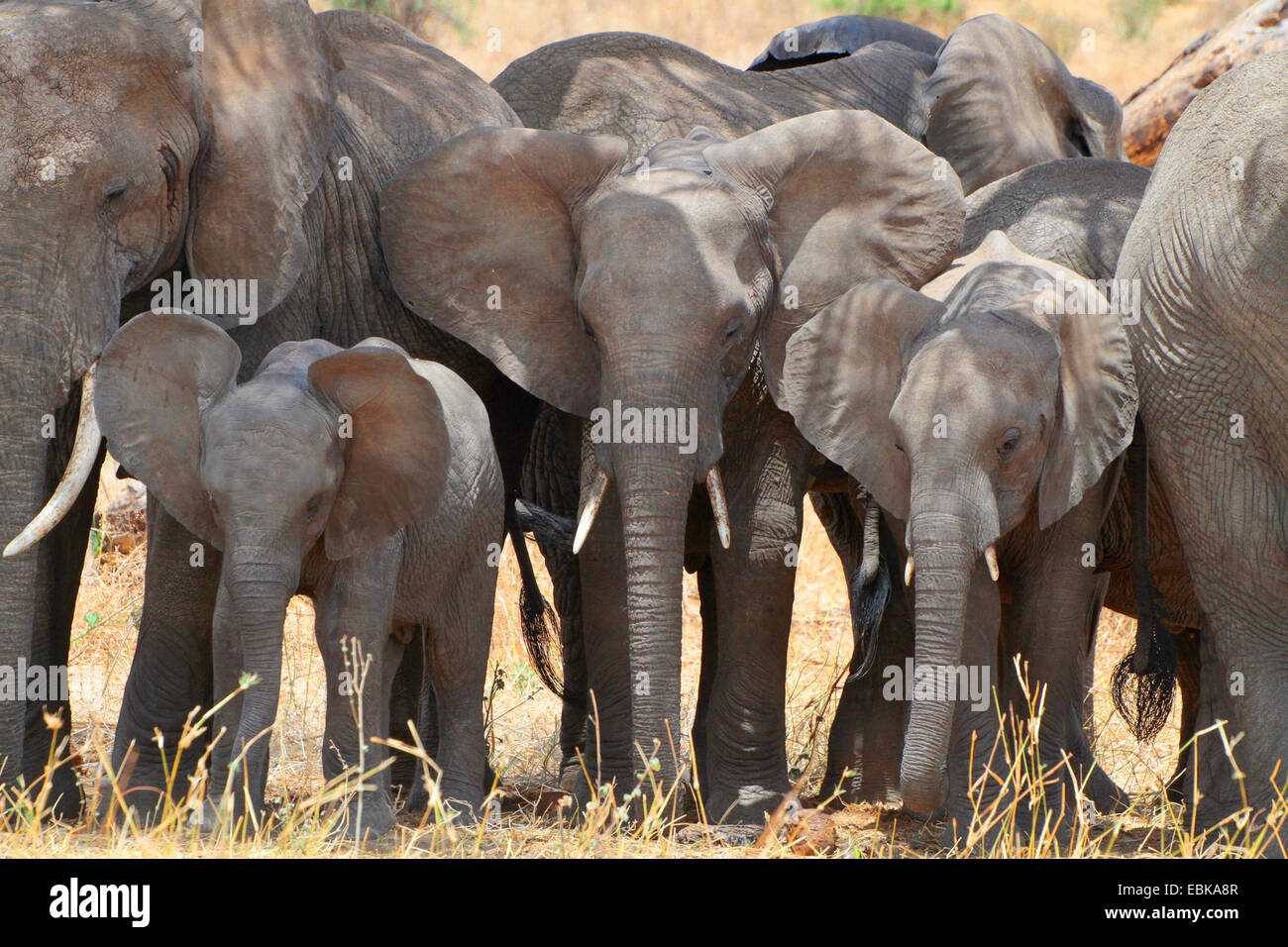 Elefante africano (Loxodonta africana), gruppo con giovani elefanti in piedi affollata insieme come una protezione contro il calore, Tanzania Foto Stock