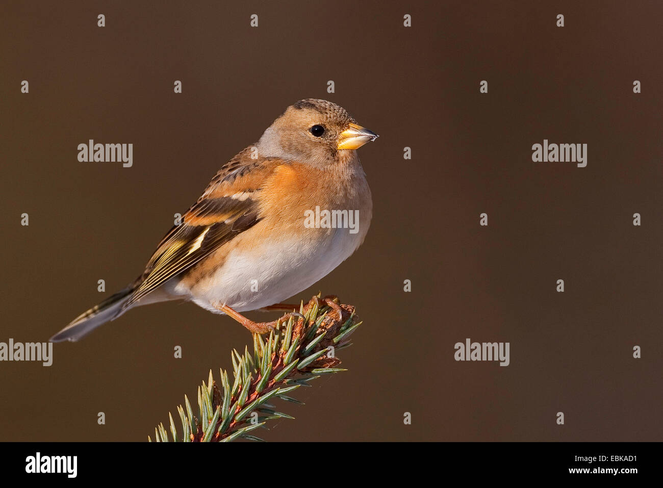 Brambling (Fringilla montifringilla), femmina seduto su un ramoscello, Germania Foto Stock