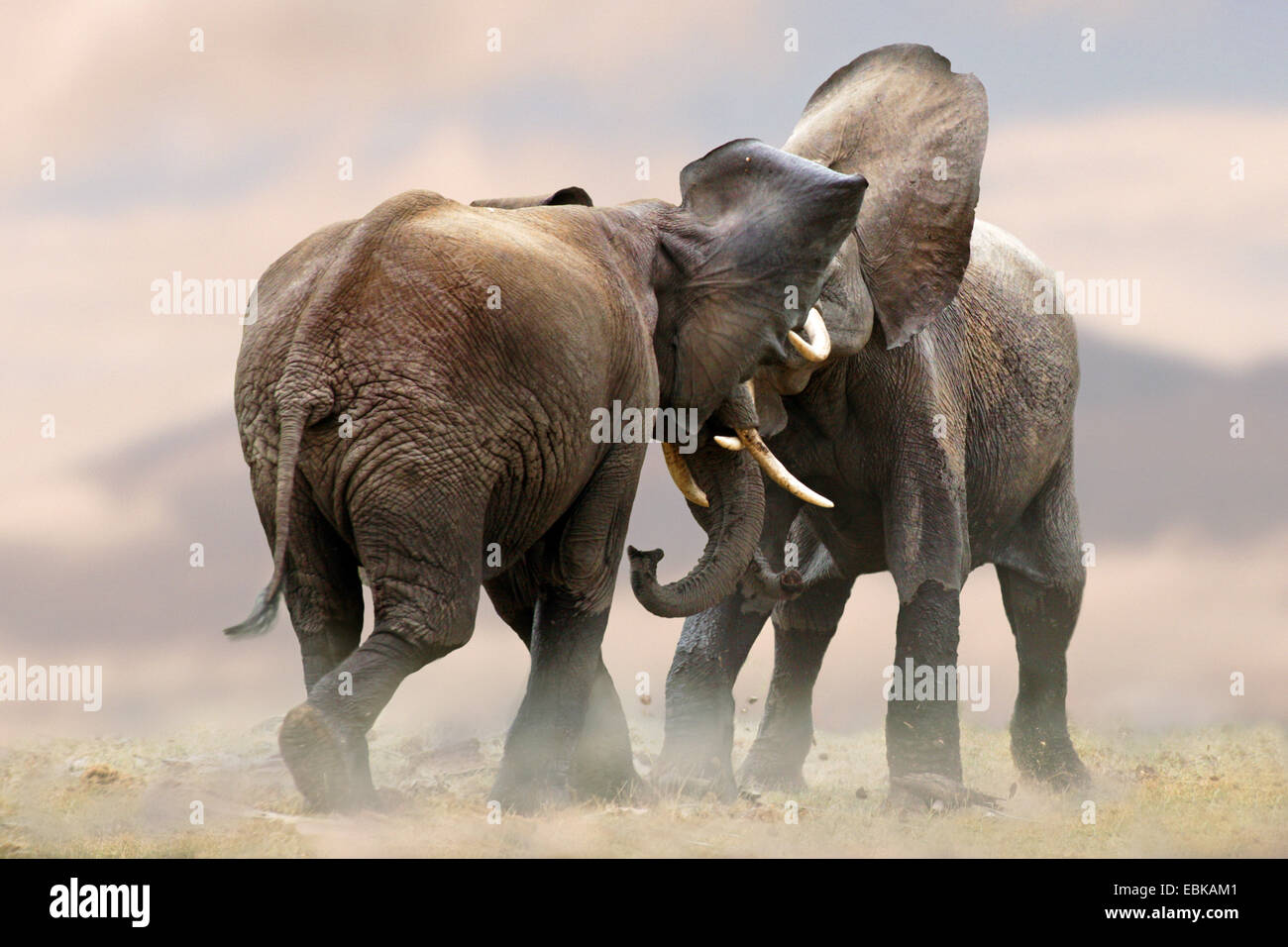 Elefante africano (Loxodonta africana), due elefanti scuffling insieme, Kenya, Amboseli National Park Foto Stock