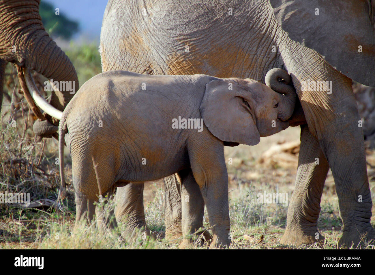Elefante africano (Loxodonta africana), elefante potabile vitello dalla madre, Kenya, Amboseli National Park Foto Stock