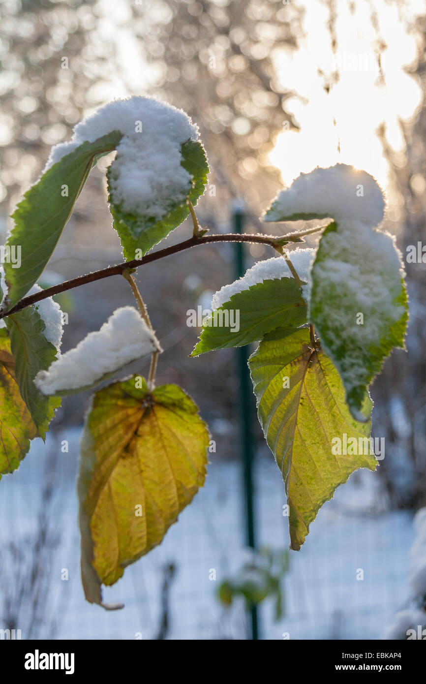 Frosty lascia nel giardino di inverno Foto Stock