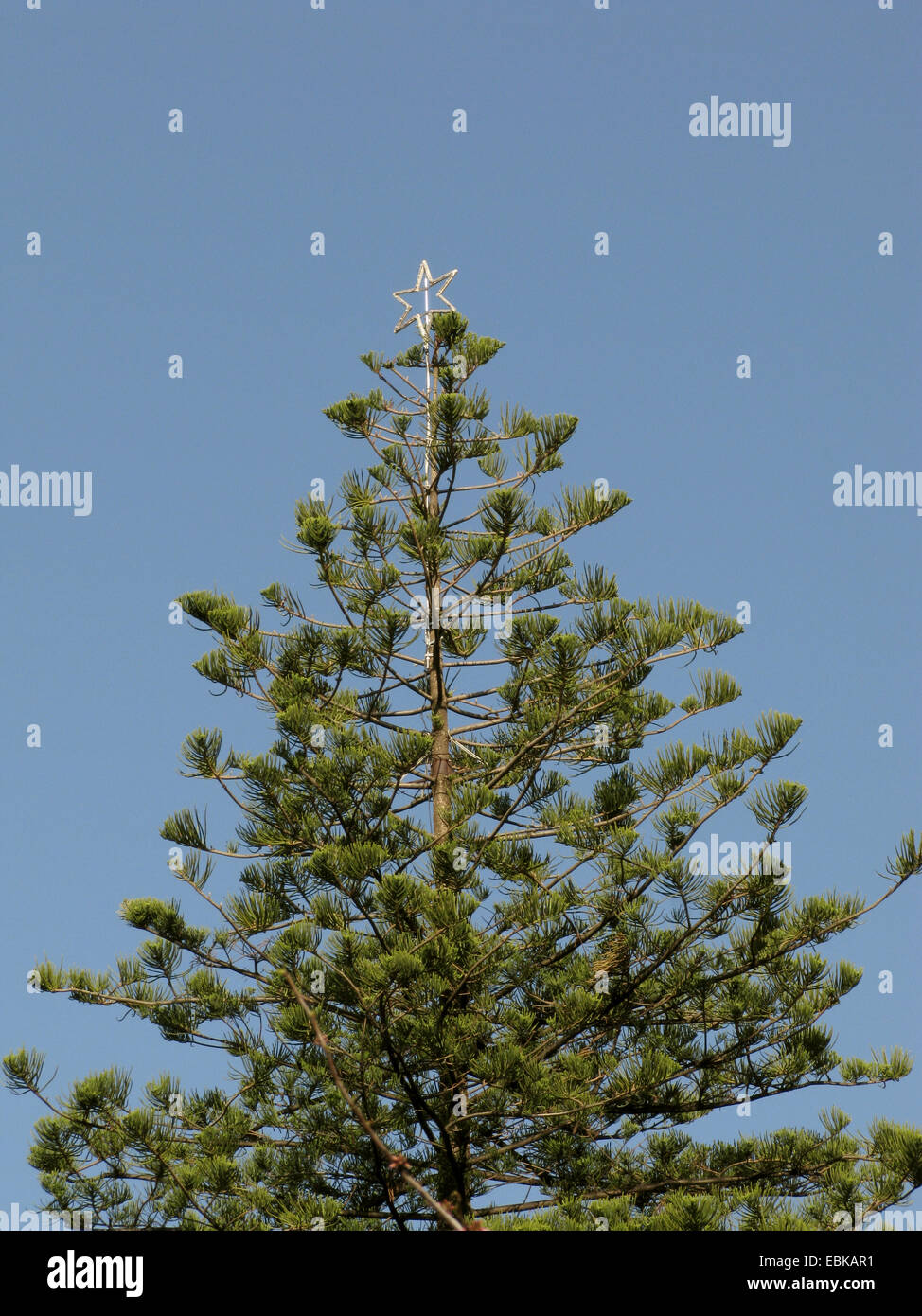 Isola Norfolk Pine (Araucaria heterophylla, Araucaria excelsa), Mallorquin albero di Natale, Spagna, Balearen, Maiorca Foto Stock