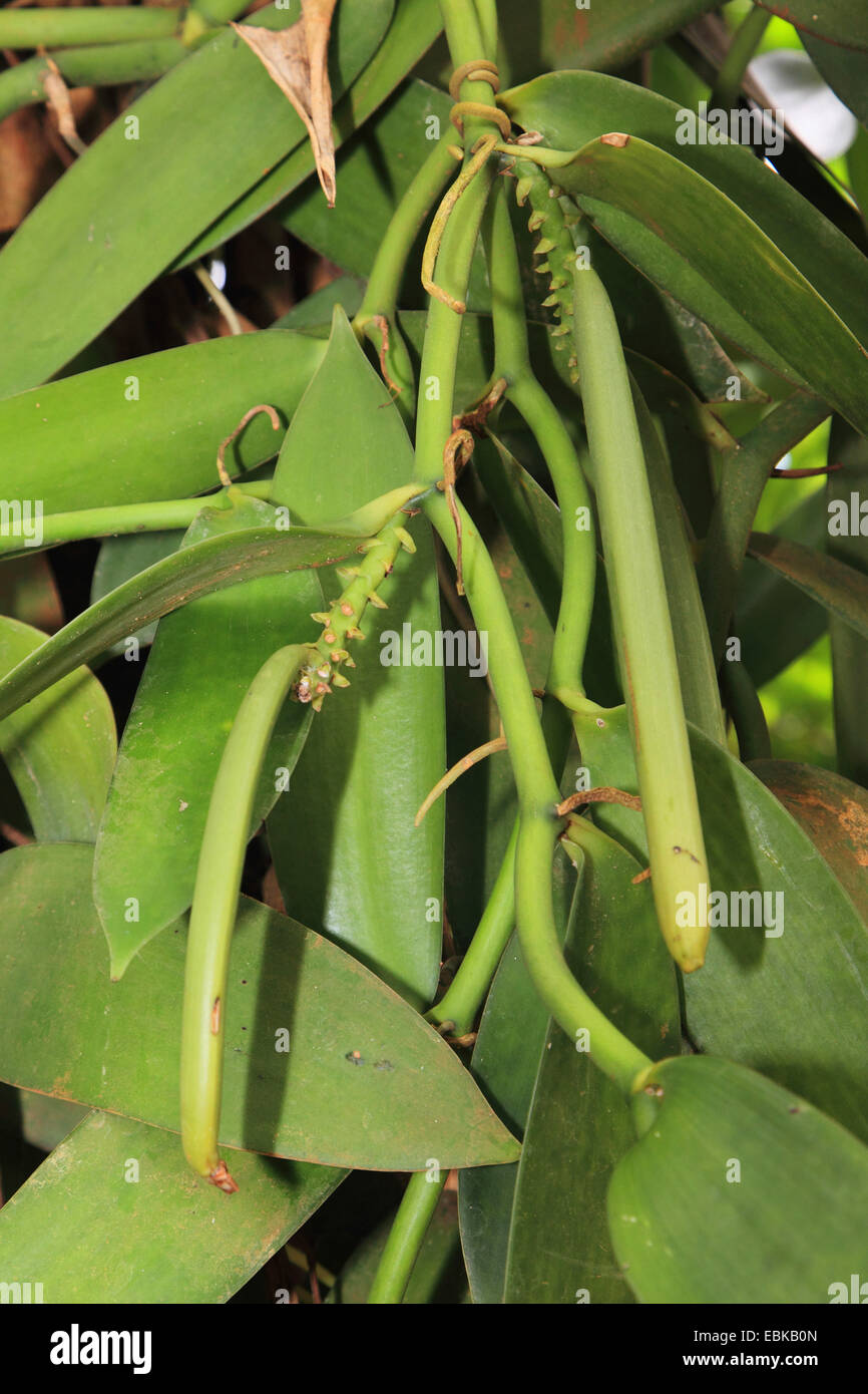 La vaniglia (Vanilla planifolia), giovani frutti su un impianto Foto Stock