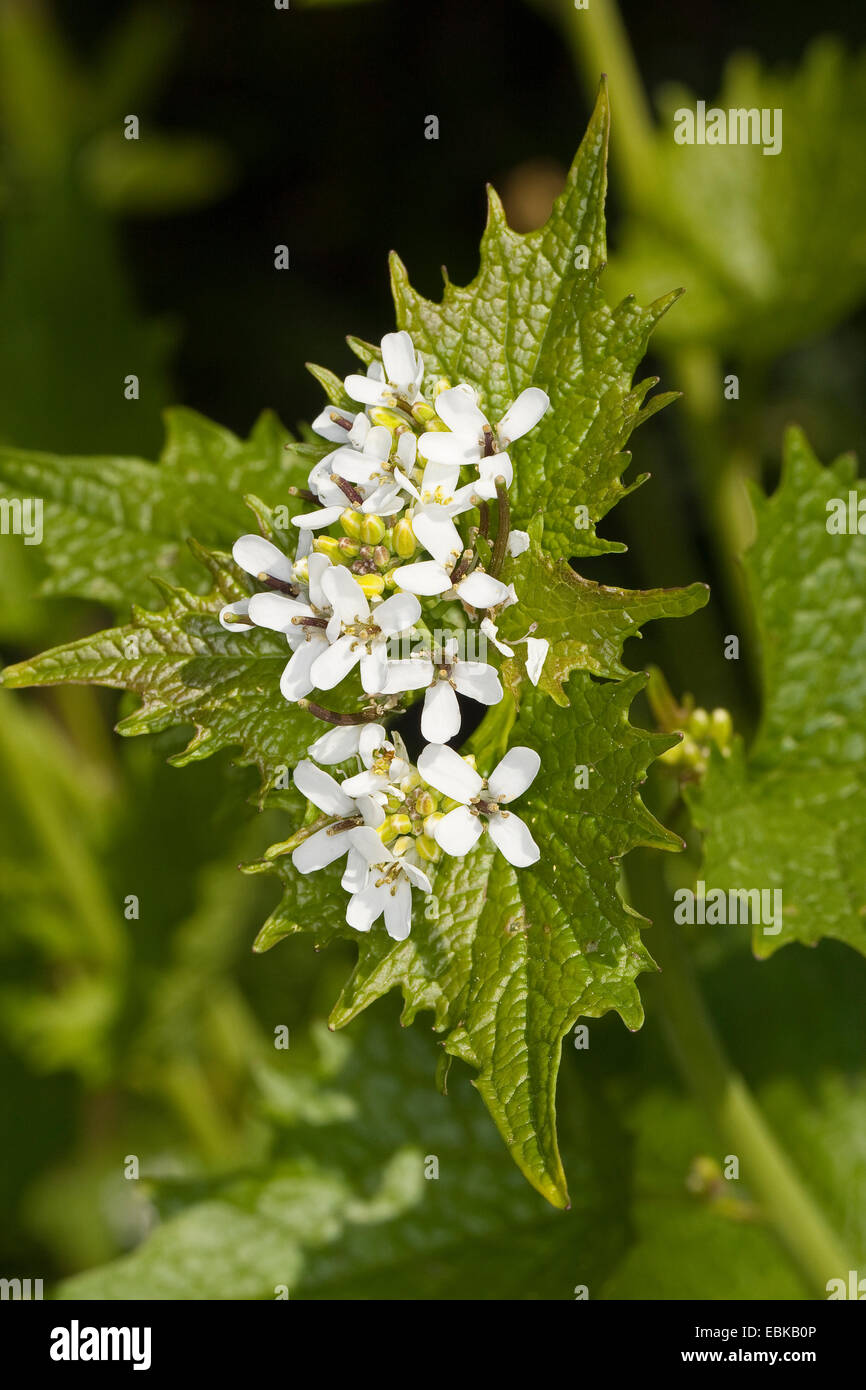 Aglio senape, Hedge aglio, Jack-per-il-Hedge (Alliaria petiolata), fioritura, Germania Foto Stock