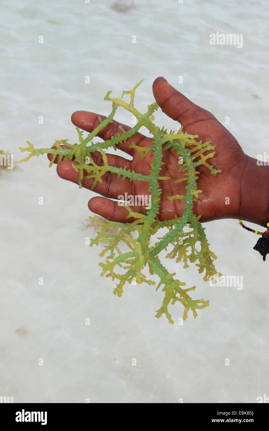 Seawead dall oceano Indiano su una mano, Tanzania, Sansibar Foto Stock