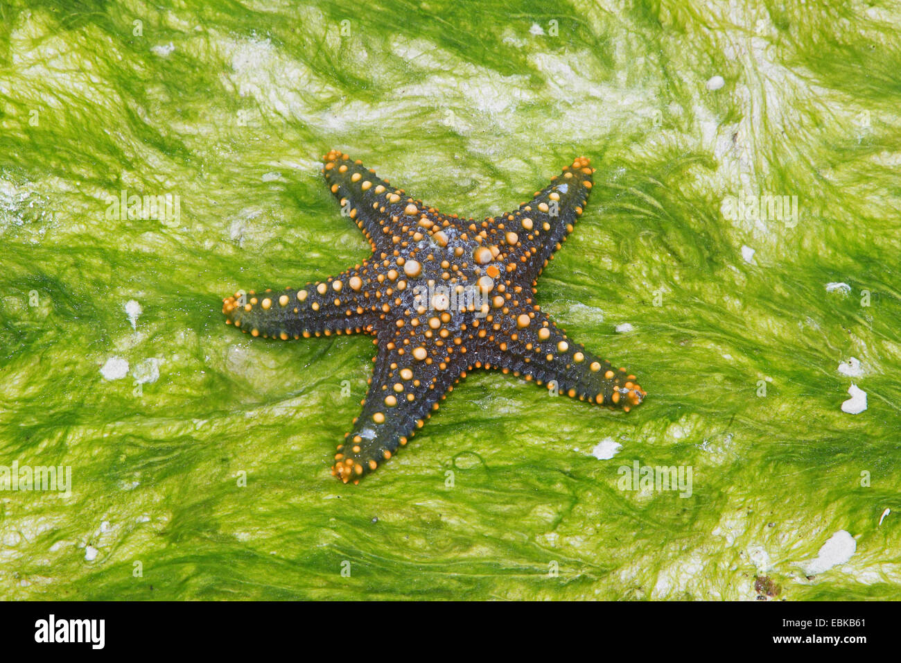 Cuscino Panamic stella di mare (Pentaceraster cumingi), stella del mare su una spiaggia, Tanzania, Sansibar Foto Stock