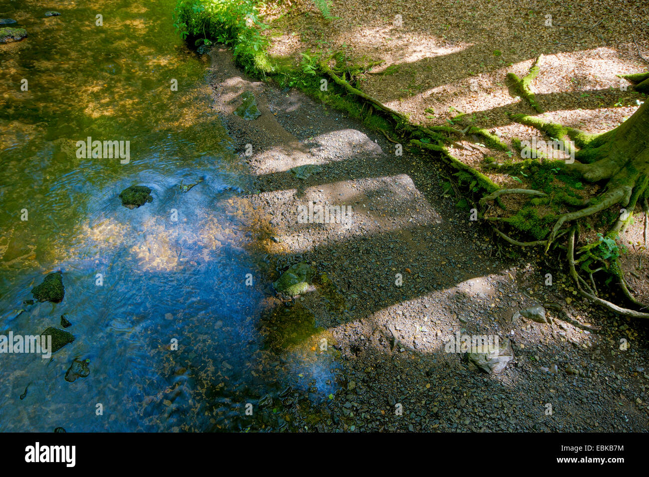 Radici di albero a riverbank, in Germania, in Sassonia, Vogtlaendische Schweiz Foto Stock