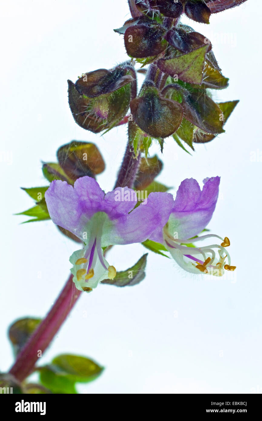Sweet Basil (Ocimum basilicum cannella, Ocimum basilicum "Cannella"), fiori Foto Stock