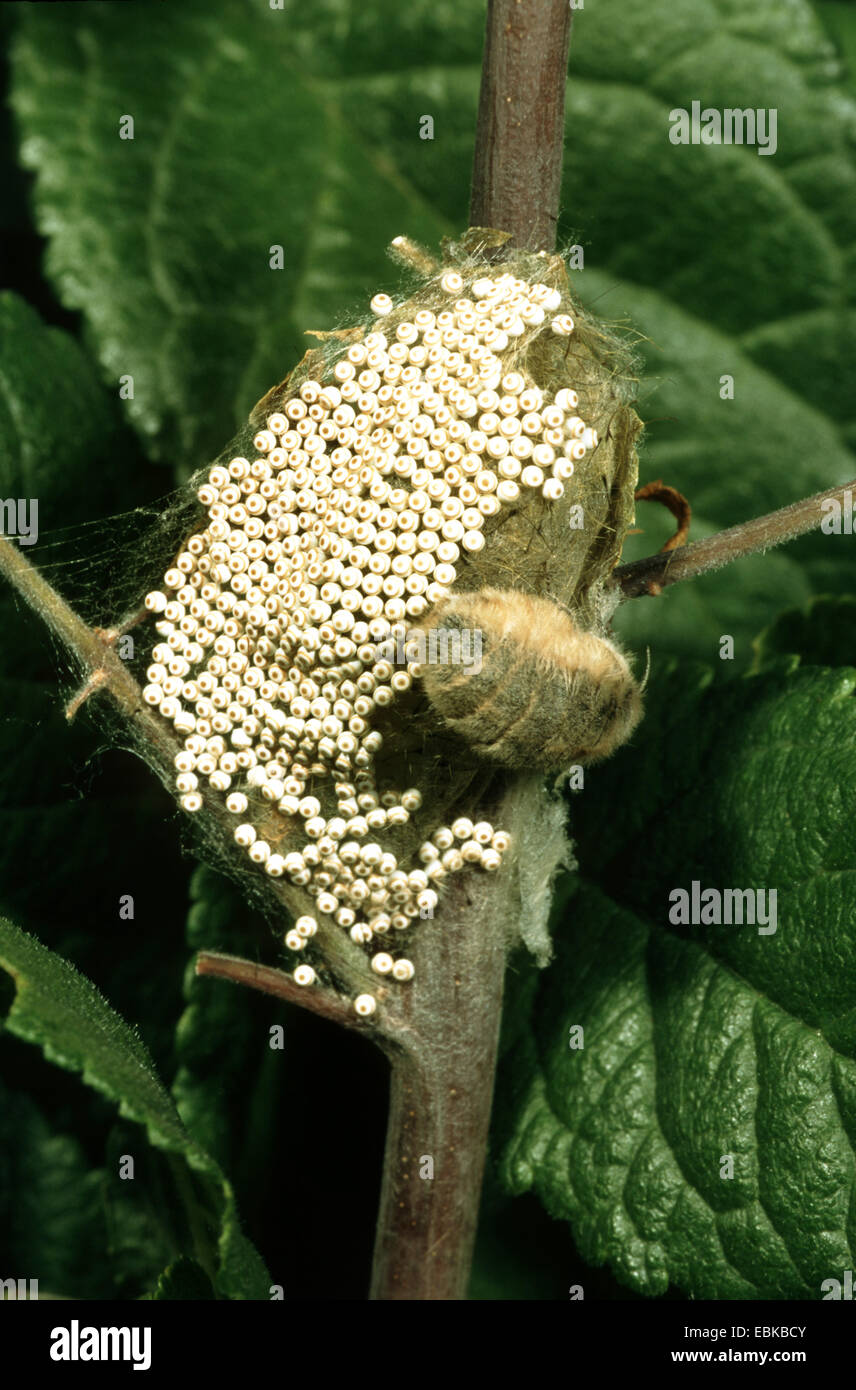 Rusty Tussock Moth, falena Vaporer (Orgya antiqua), femmina deposizione delle uova su cocoon da cui è appena schiuse, Germania Foto Stock