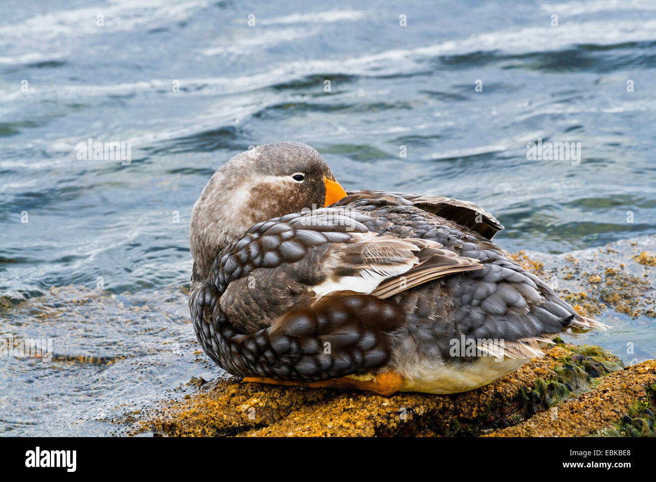 Sistema per la cottura a vapore Flightless anatra (Tachyeres brachypterus), seduto sulla spiaggia con il becco in il piumaggio, Isole Falkland Foto Stock