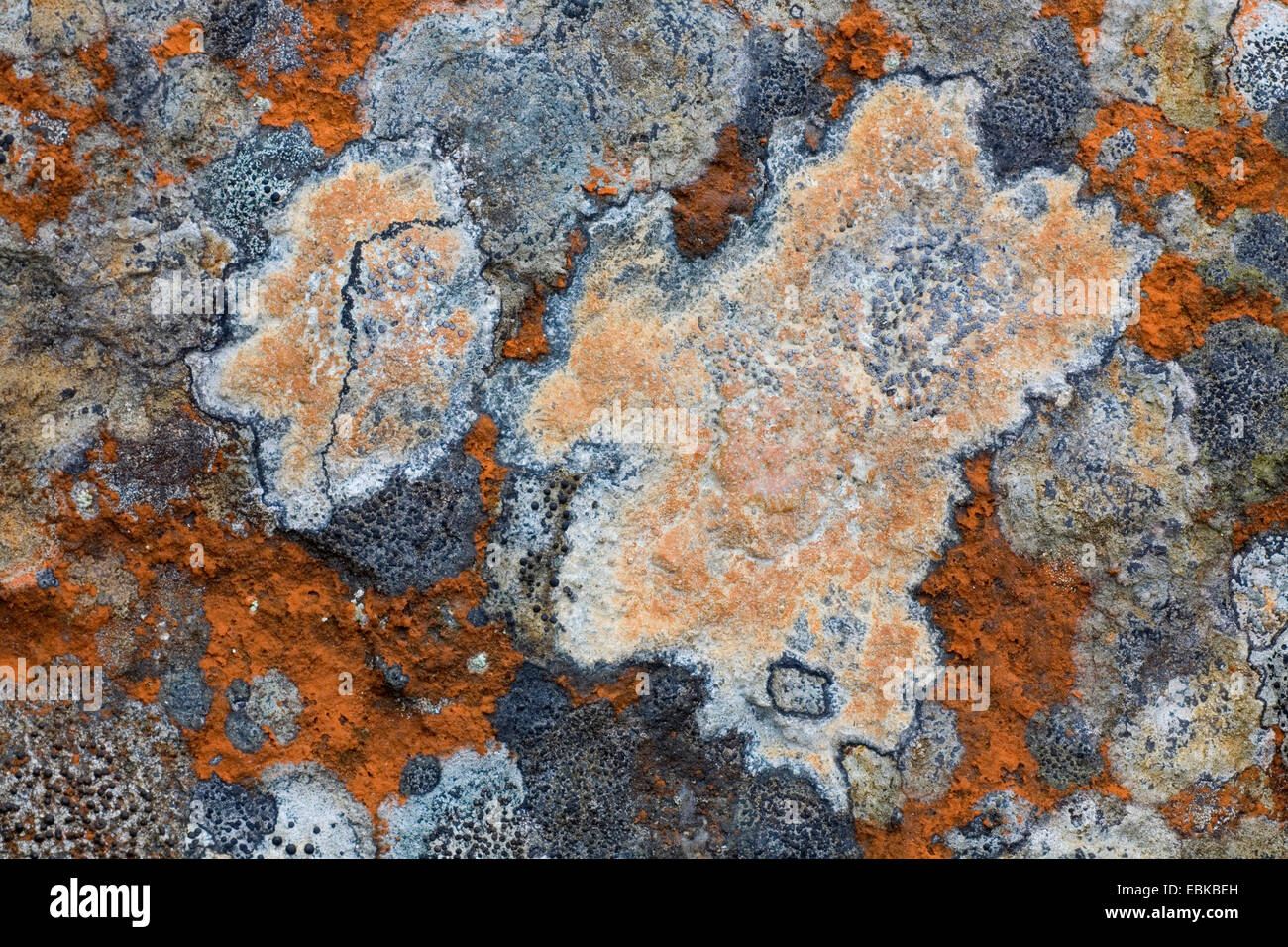 Blue alghe rosse (Trentepohlia aurea), su una roccia, Svezia, Vaermland Foto Stock