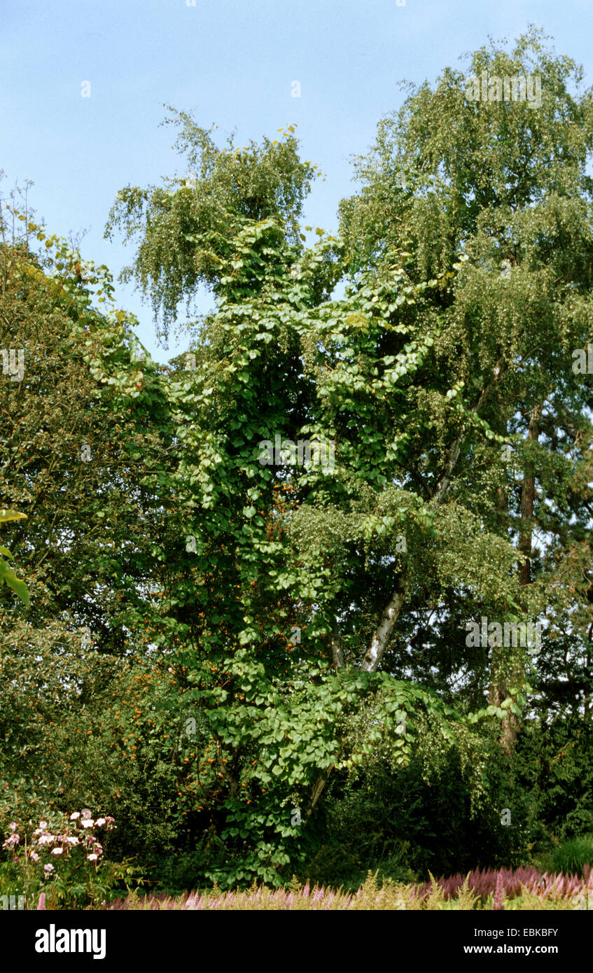 Crimson gloria di vite (Vitis coignetiae) Foto Stock
