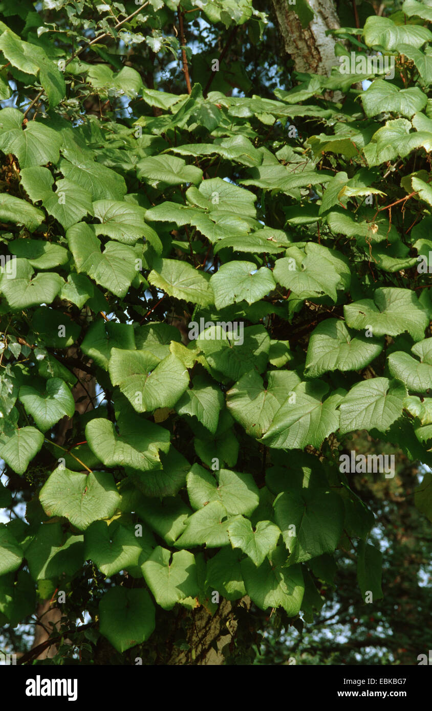 Crimson gloria di vite (Vitis coignetiae), filiali Foto Stock