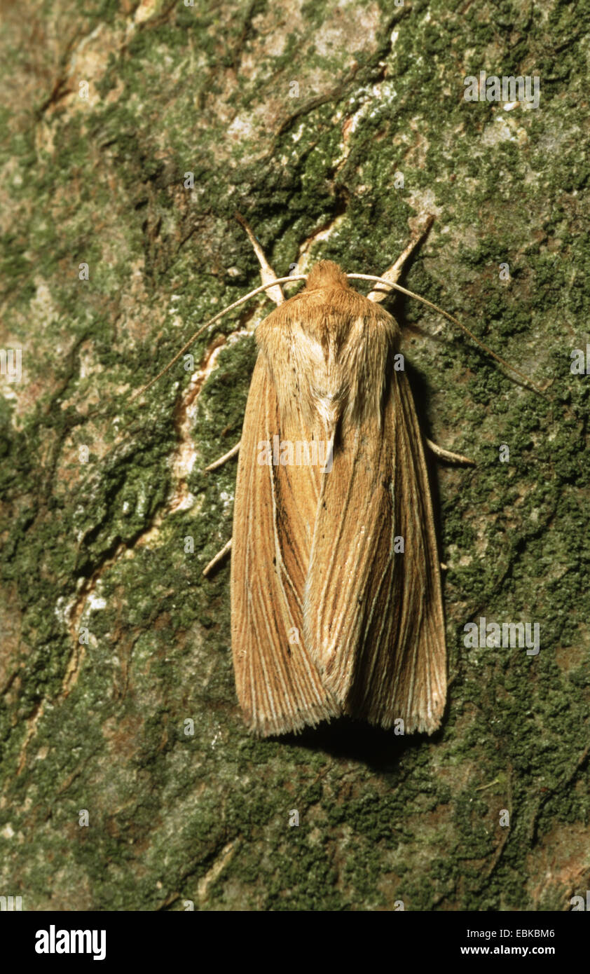 Smoky Wainscot (Mythimna impura), imago sulla corteccia, Germania Foto Stock