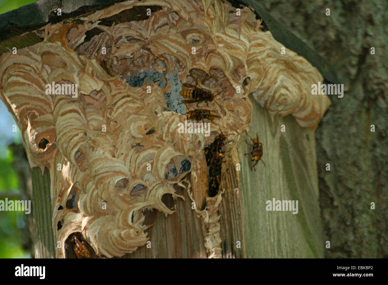Hornet, marrone hornet, Europeo hornet (Vespa crabro), hornet nido a sulla scatola di nido, Germania Foto Stock