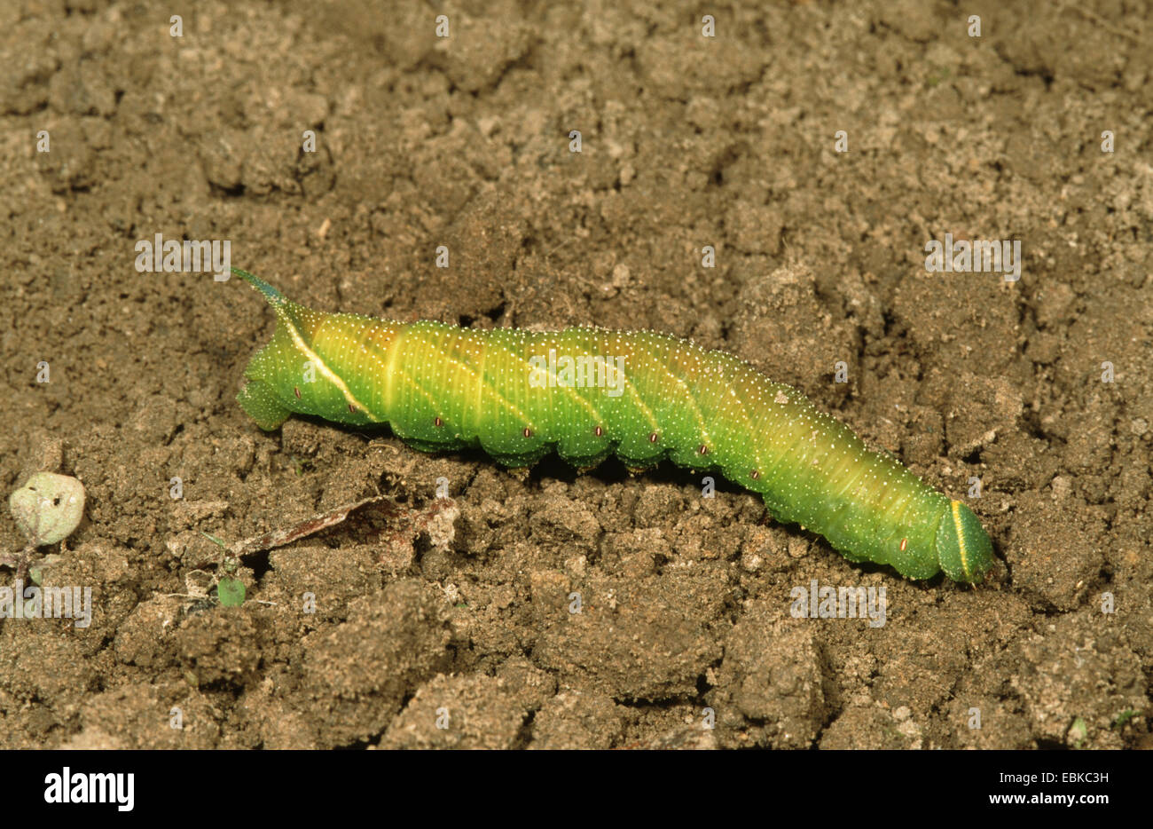 Eyed hawkmoth (Smerinthus ocellata), Caterpillar appena prima pupating, Germania Foto Stock