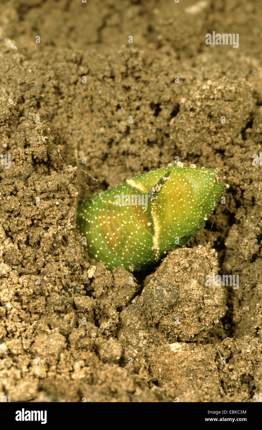 Eyed hawkmoth (Smerinthus ocellata), Caterpillar scavo stesso per pupating, Germania Foto Stock