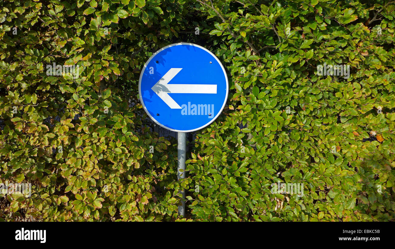 Girare a sinistra sign in faggio siepe, Germania Foto Stock