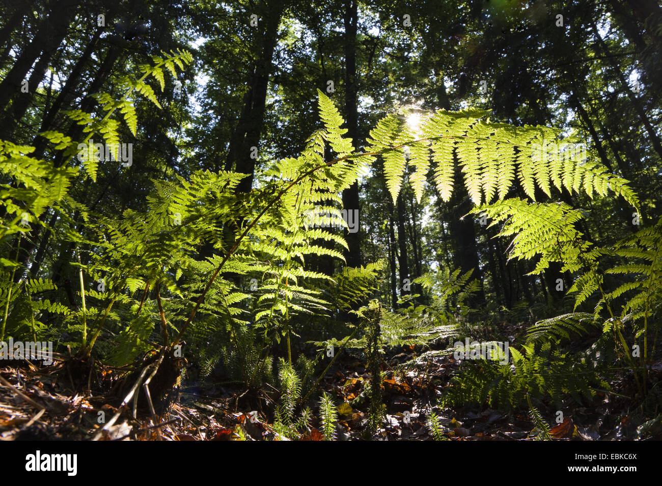 Frond in controluce, in Germania, in Baviera, il Parco Nazionale della Foresta Bavarese Foto Stock