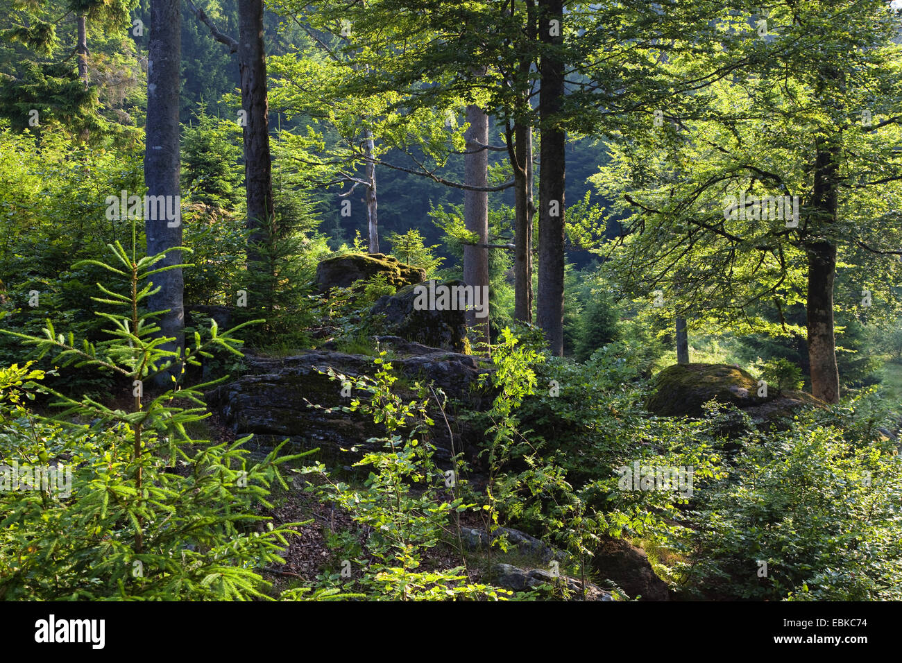 Cancellazione im Forest National Park, in Germania, in Baviera, il Parco Nazionale della Foresta Bavarese Foto Stock