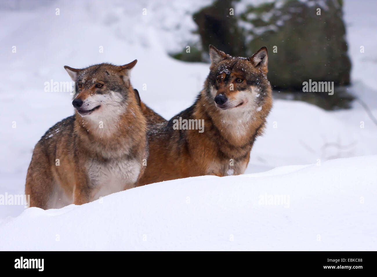 Unione lupo (Canis lupus lupus), due animali seduti fianco a fianco nella neve, in Germania, in Baviera, il Parco Nazionale della Foresta Bavarese Foto Stock