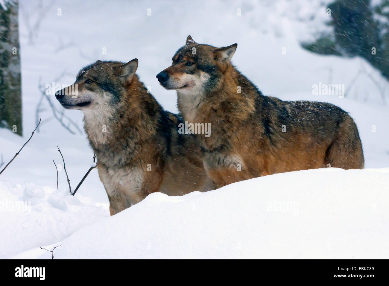 Unione lupo (Canis lupus lupus), due animali in piedi a fianco a fianco nella neve, in Germania, in Baviera, il Parco Nazionale della Foresta Bavarese Foto Stock