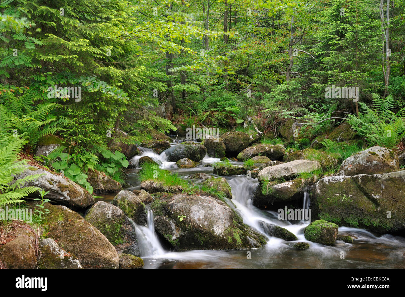 Brook attraverso la foresta, in Germania, in Baviera, il Parco Nazionale della Foresta Bavarese Foto Stock