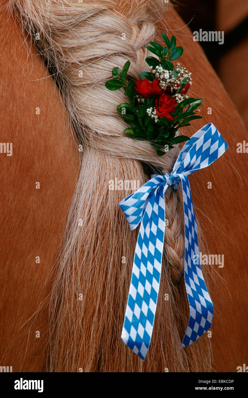 Cavalli di Razza Haflinger (Equus przewalskii f. caballus), con fiori decorato di coda di cavallo, in Germania, in Baviera Foto Stock