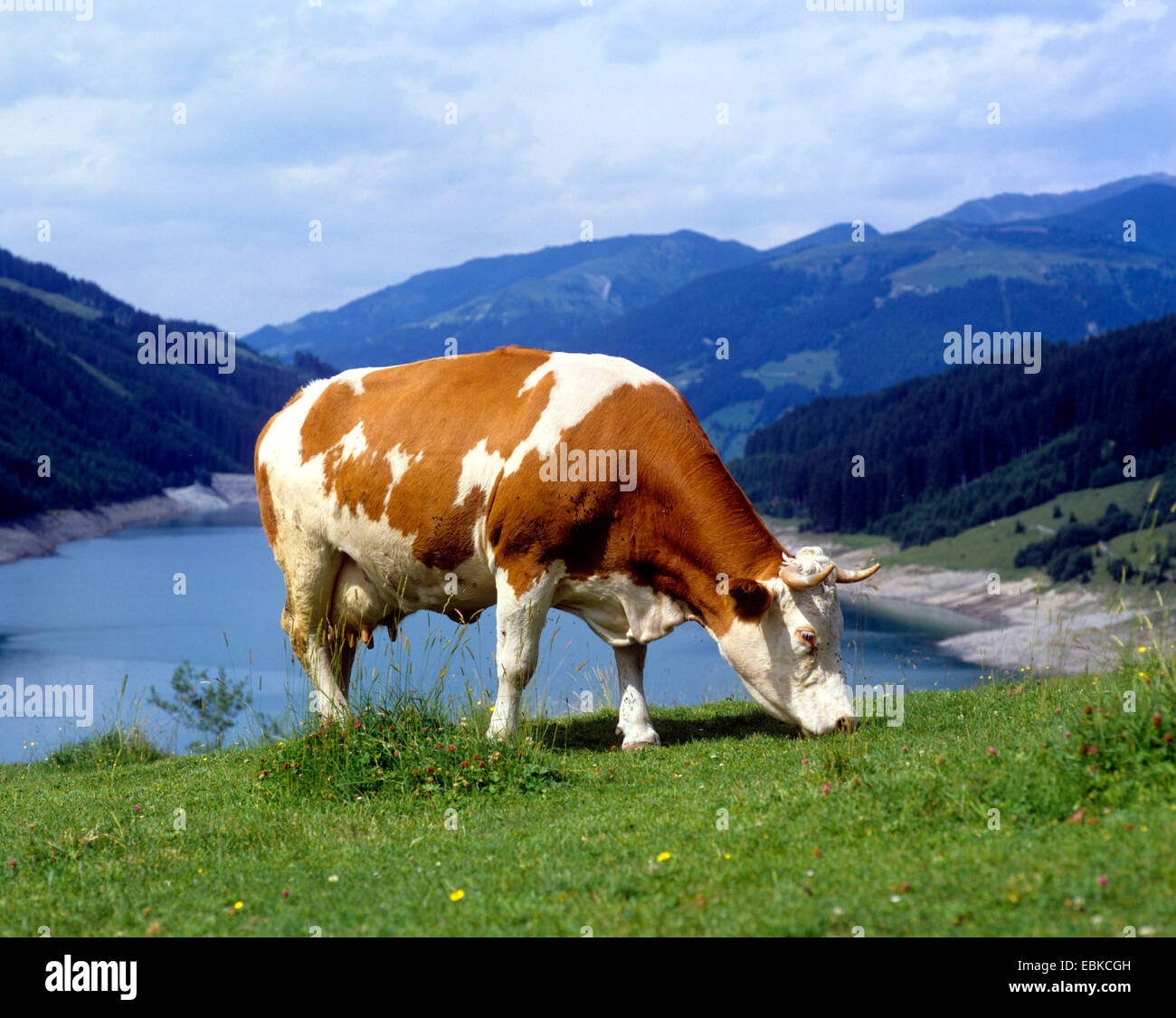 Bianco e Marrone di mucca di pascolare su un pascolo alpino, Austria Foto Stock