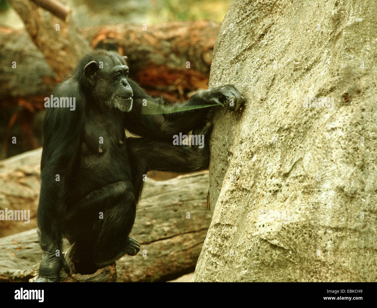 Scimpanzé comune (Pan troglodytes), uno strumento utilizzato da uno scimpanzé, animale con filo in una termite artificiale hill Foto Stock