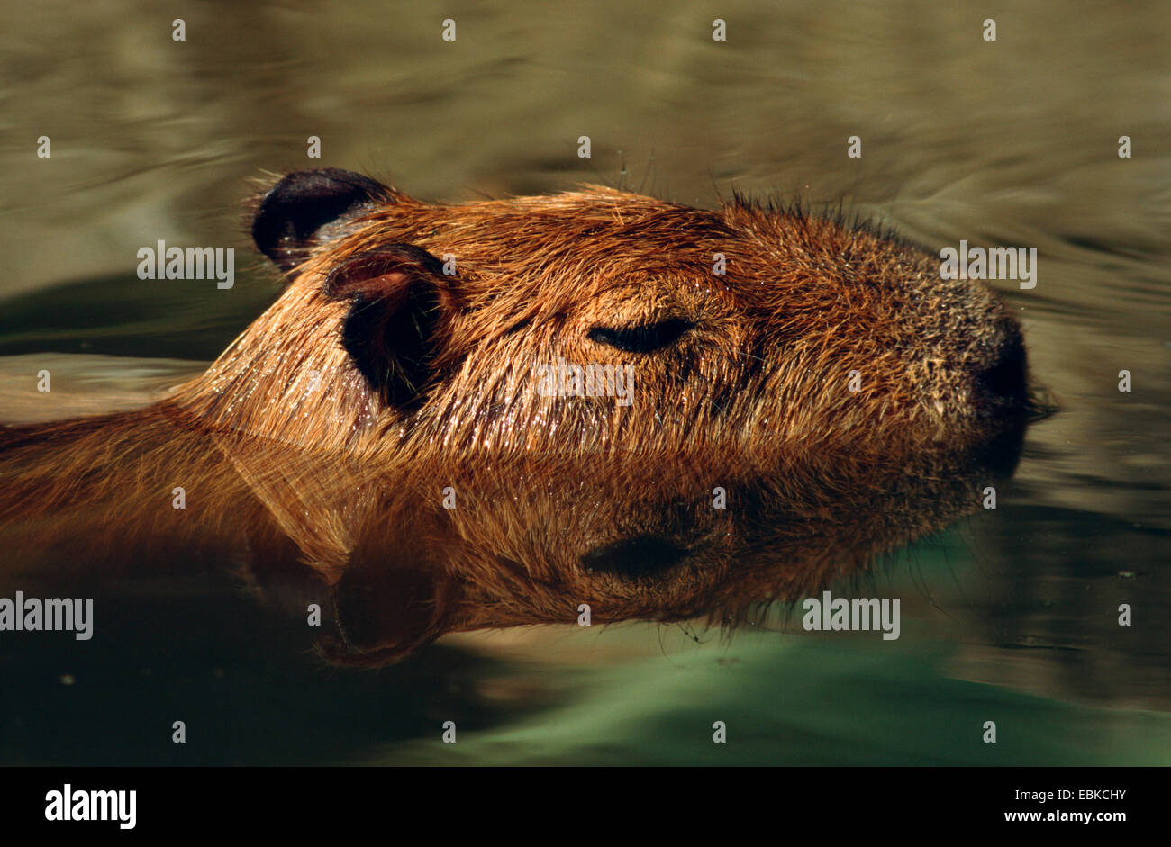 Capibara, carpincho (Hydrochaeris hydrochaeris, Hydrochoeris hydrochaeris), il nuoto, il roditore più grande del mondo Foto Stock