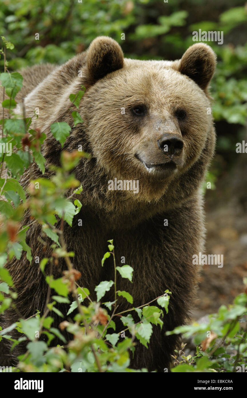 Unione l'orso bruno (Ursus arctos arctos), in piedi la understorey, in Germania, in Baviera, il Parco Nazionale della Foresta Bavarese Foto Stock