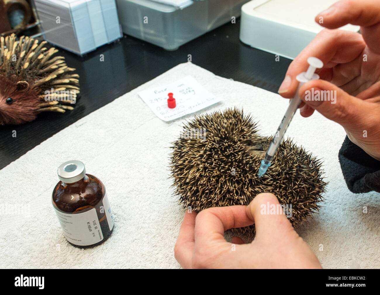 Simone Hartung dà un piccolo porcospino una iniezione di antibiotici a the Hedgehog ward in Neuzelle, Germania, 02 dicembre 2014. Per un periodo di cinque anni a Simone e Klaus Hartung sono state eseguendo un porcospino privato Ward. La coppia si prende cura dei feriti e malati, o molto piccola del riccio. 20 Il fico d amici verrà spesa l'inverno qui. Alcuni sono già in letargo, avvolto tra il caldo delle strisce di carta. In questa prossima primavera tutti saranno inviati nuovamente dentro il selvaggio. Secondo Simone Hartung, un riccio deve pesare almeno 500 grammi prima che possa iniziare la sospensione, al fine di sopravvivere all'inverno. Ph Foto Stock