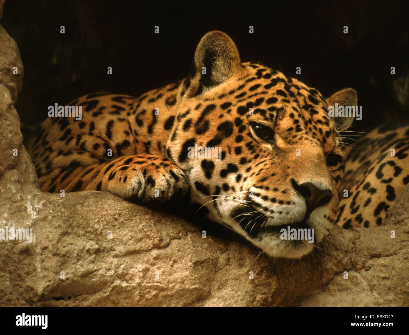 Jaguar (Panthera onca), ritratto Foto Stock