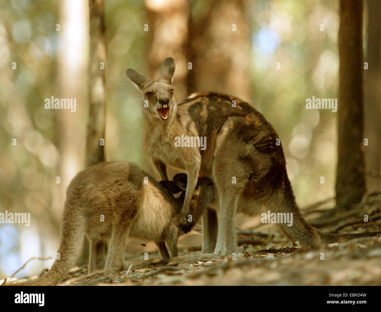 Orientale canguro grigio (Macropus giganteus), vecchio cucciolo lattante Foto Stock