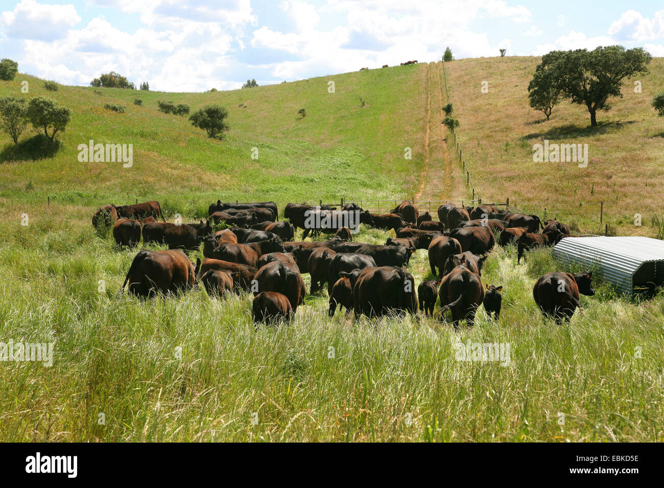 Angus bestiame bovini domestici (Bos primigenius f. taurus), allevamento di bestiame sul pascolo, Portogallo Foto Stock