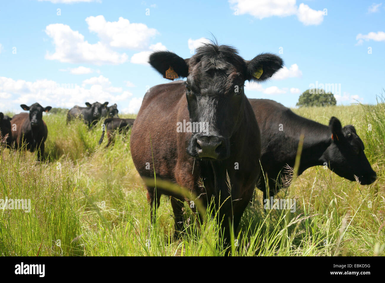 Angus bestiame bovini domestici (Bos primigenius f. taurus), vacche su un pascolo, Portogallo Foto Stock