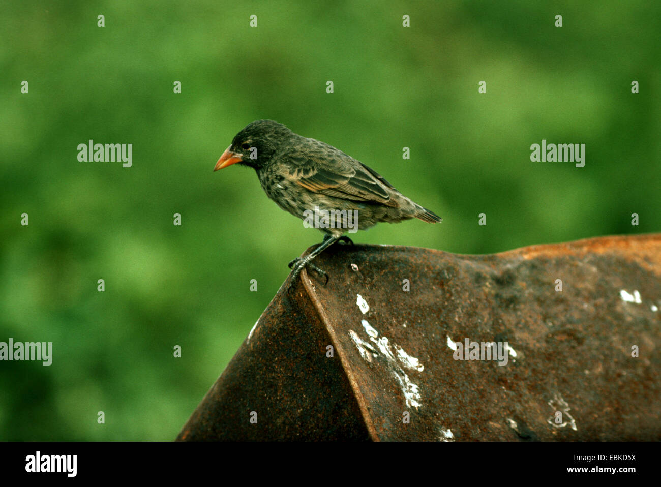 La massa di Cactus finch, cactus comune-finch, piccolo Cactus Finch (Geospiza scandens), su un tetto, Ecuador Isole Galapagos Foto Stock