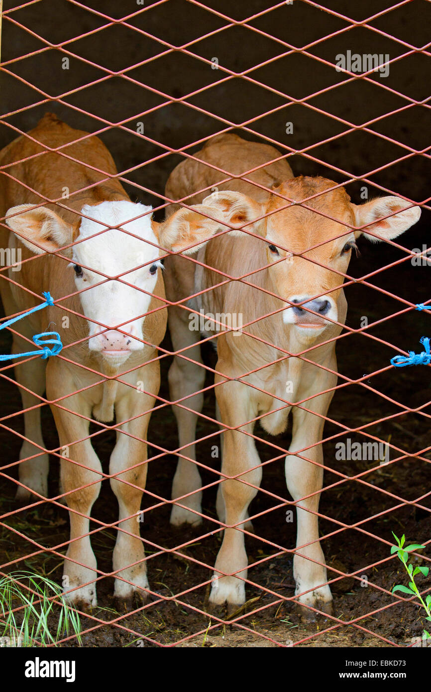 Gli animali domestici della specie bovina (Bos primigenius f. taurus), due vitelli dietro un recinto, Croazia, Istria Foto Stock
