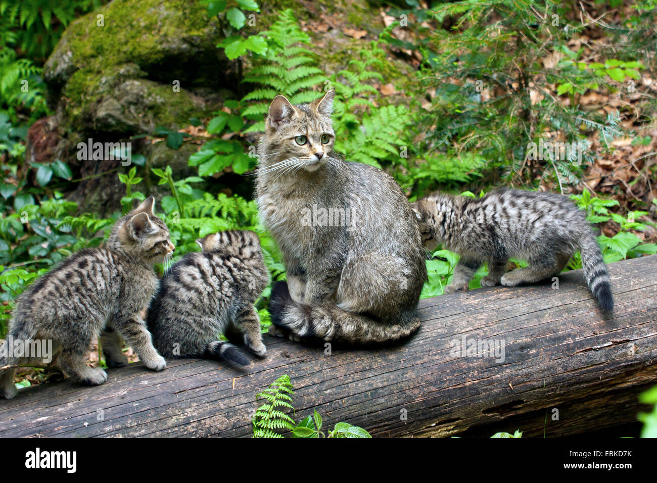 Gatto selvatico europeo, foresta gatto selvatico (Felis silvestris silvestris), madre con tre gattino su un log, in Germania, in Baviera, il Parco Nazionale della Foresta Bavarese Foto Stock