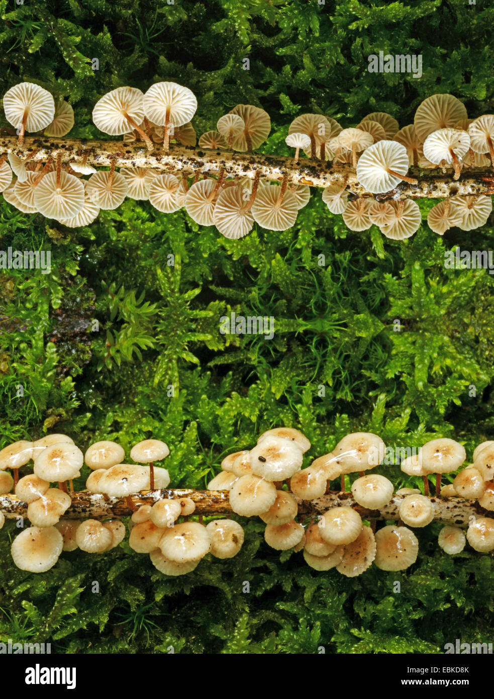 Paracadute (Marasmiellus spec.), in Germania, in Renania settentrionale-Vestfalia, Bergisches Land Foto Stock